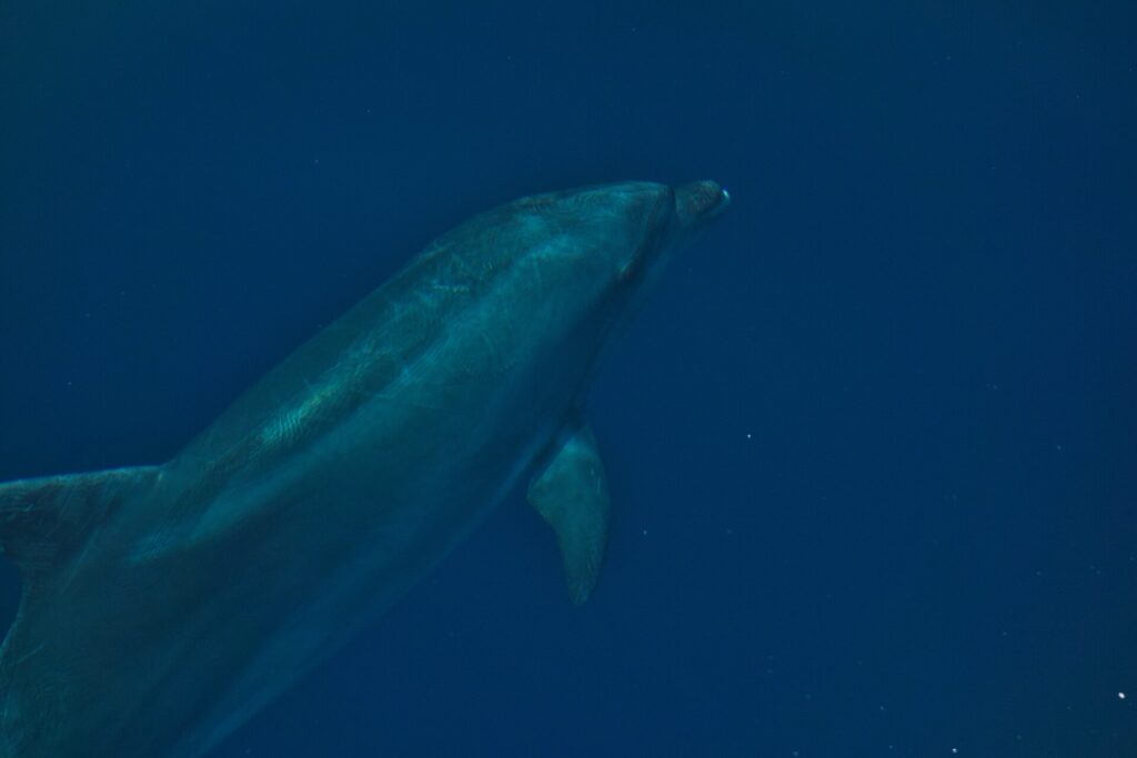 A bottlenose dolphin seen up close underwater, at a three-quarter angle from below: the short, thick beak below the rounded forehead, the pectoral fin and gray skin streaked with fine scratches