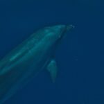 A bottlenose dolphin seen up close underwater, at a three-quarter angle from below: the short, thick beak below the rounded forehead, the pectoral fin and gray skin streaked with fine scratches