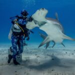 A diver standing on the sand puts his gloved hand on the head of a great hammerhead rearing up with its mouth open, its white belly and wide hammer clearly visible