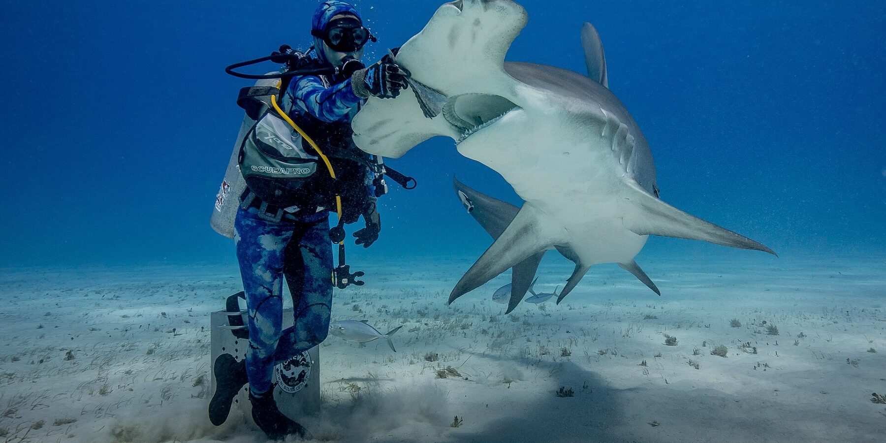 A diver standing on the sand rests a gloved hand on the head of a great hammerhead rearing up with its mouth open, its white belly and wide hammer clearly visible