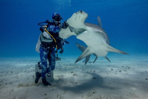 A diver standing on the sand rests a gloved hand on the head of a great hammerhead rearing up with its mouth open, its white belly and wide hammer clearly visible