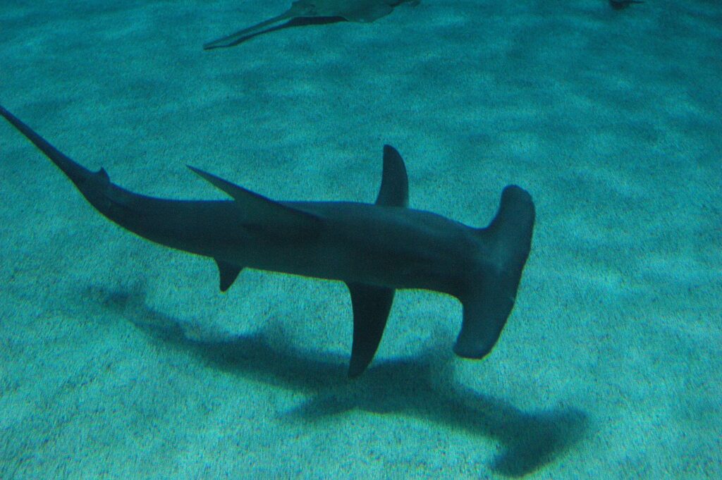 A great hammerhead seen from above swimming just over a sandy bottom where its shadow shows, its tall sickle-shaped dorsal fin clearly visible