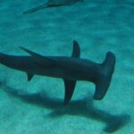 A great hammerhead seen from above swimming just over a sandy bottom where its shadow shows, its tall sickle-shaped dorsal fin clearly visible