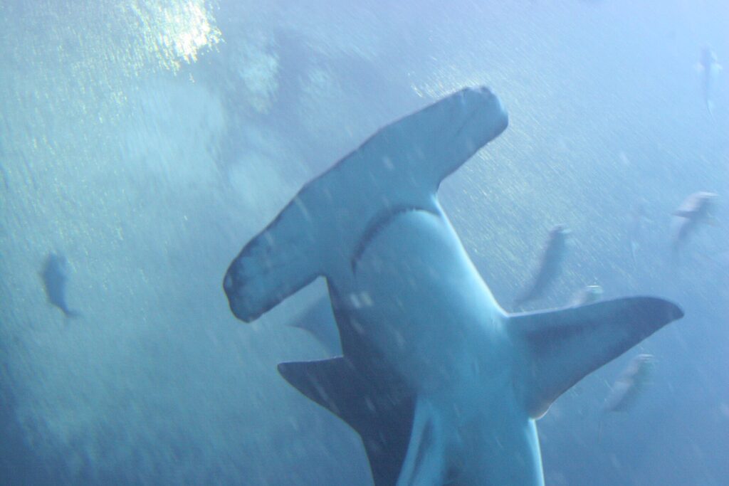 A great hammerhead seen from below, its wide, almost straight hammer-shaped head in the foreground, pectoral fins spread, in blue water