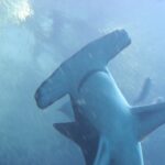 A great hammerhead seen from below, its wide, almost straight hammer-shaped head in the foreground, pectoral fins spread, in blue water