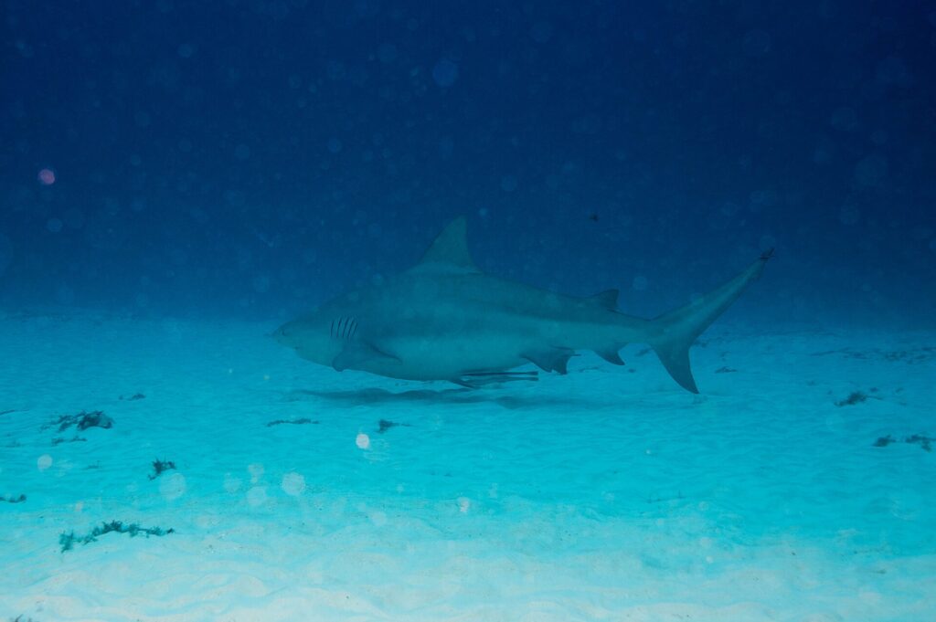 A bull shark in profile, gray and stocky, swimming just above a white sand bottom dotted with tufts of algae, dark blue above