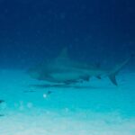 A bull shark in profile, gray and stocky, swimming just above a white sand bottom dotted with tufts of algae, dark blue above