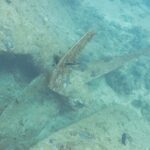 A blade of the Thistlegorm's propeller, covered in growth, resting on the sand next to the hull