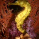 A yellow seahorse holding on in front of a red sea fan and a pink soft coral, at Richelieu Rock
