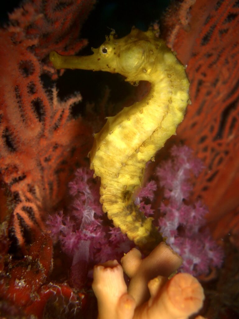 A yellow seahorse holding on in front of a red sea fan and a pink soft coral, at Richelieu Rock