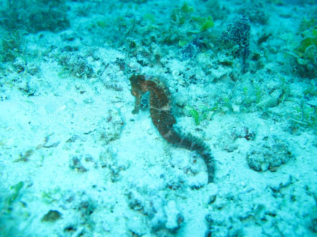 A brown seahorse holding on to a bottom of sand and coral rubble, in turquoise water