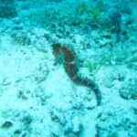 A brown seahorse holding on to a bottom of sand and coral rubble, in turquoise water