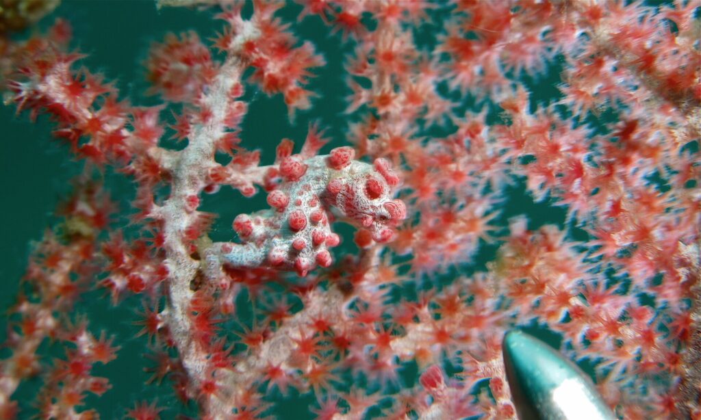 A grayish-white pygmy seahorse covered in pink-red tubercles, its tail wrapped around a sea fan branch with red polyps whose colors it mimics, the metal tip of a pointer stick at bottom right.