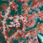 A grayish-white pygmy seahorse covered in pink-red tubercles, its tail wrapped around a sea fan branch with red polyps whose colors it mimics, the metal tip of a pointer stick at bottom right.