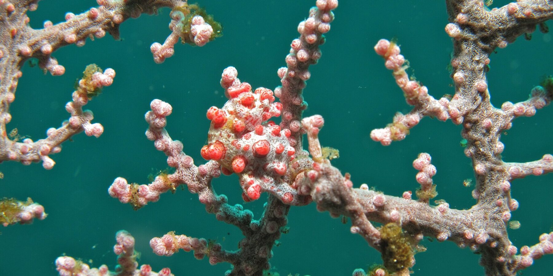 A pygmy seahorse curled around a pink sea fan branch, its white body covered in bright red tubercles that match the polyps, against emerald green water.