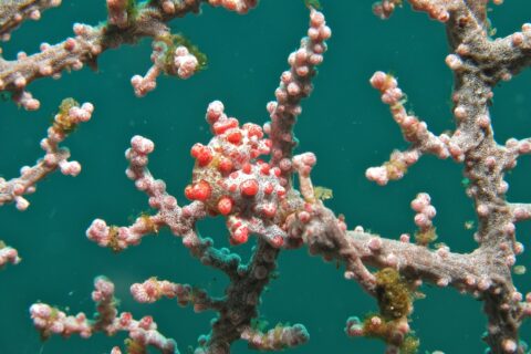 A pygmy seahorse curled around a pink sea fan branch, its white body covered in bright red tubercles that match the polyps, against emerald green water.