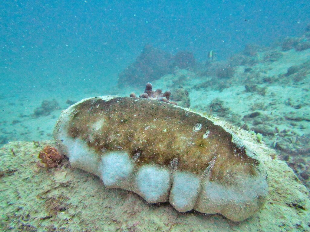 A large white teatfish, with a brown back and lumpy white sides, lying on a bottom of sand and coral, in slightly cloudy turquoise water