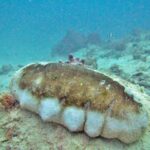 A large white teatfish, with a brown back and lumpy white sides, lying on a bottom of sand and coral, in slightly cloudy turquoise water