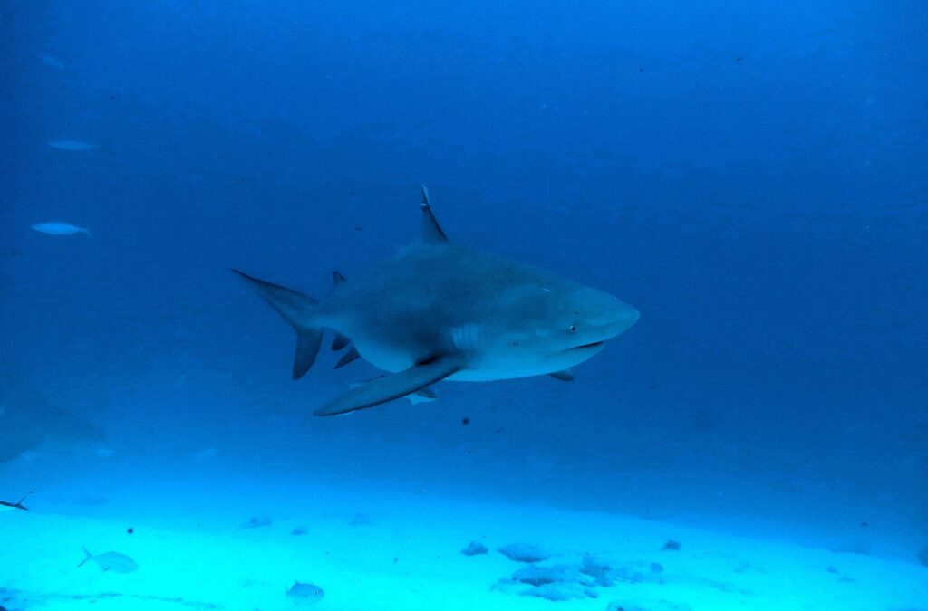 A bull shark seen in front three-quarter view, massive body and short snout, in dark blue water above the sand, small fish around it