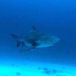 A bull shark seen in front three-quarter view, massive body and short snout, in dark blue water above the sand, small fish around it