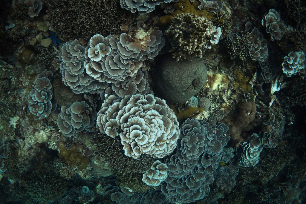 Looking down on a dense cluster of rosette corals with pale edges, around a gray-green ball of massive coral, with branching corals and a blue starfish at top left.