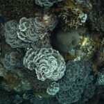 Looking down on a dense cluster of rosette corals with pale edges, around a gray-green ball of massive coral, with branching corals and a blue starfish at top left.