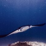 A manta ray, cephalic lobes unfurled and mouth open, glides toward the camera above a reef, in green, plankton-rich water at Manta Point