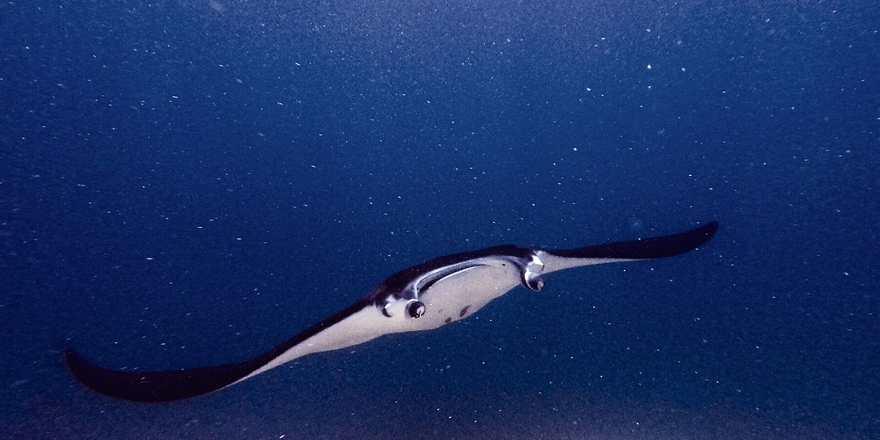 A manta ray, cephalic lobes unfurled and mouth open, glides toward the camera above a reef, in green, plankton-rich water at Manta Point
