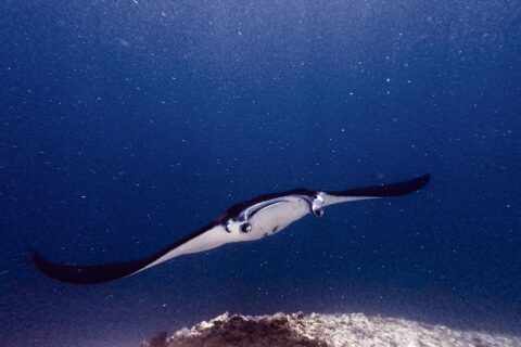 A manta ray, cephalic lobes unfurled and mouth open, glides toward the camera above a reef, in green, plankton-rich water at Manta Point