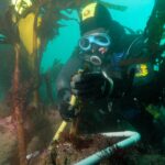 A diver in a yellow and black hood and a blue mask measures the stipe of a kelp with a ruler, inside a white tube frame set on a rock covered in pink algae, in the middle of a forest of tall kelp in green water.