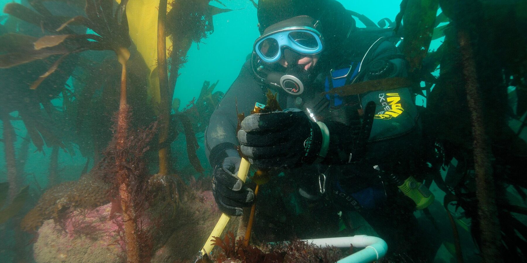 A diver in a yellow and black hood and a blue mask measures the stipe of a kelp with a ruler, inside a white tube frame set on a rock covered in pink algae, in the middle of a forest of tall kelp in green water.