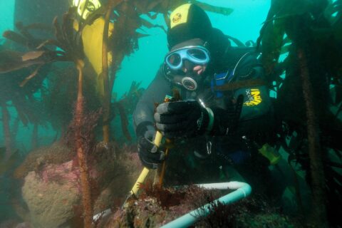 A diver in a yellow and black hood and a blue mask measures the stipe of a kelp with a ruler, inside a white tube frame set on a rock covered in pink algae, in the middle of a forest of tall kelp in green water.