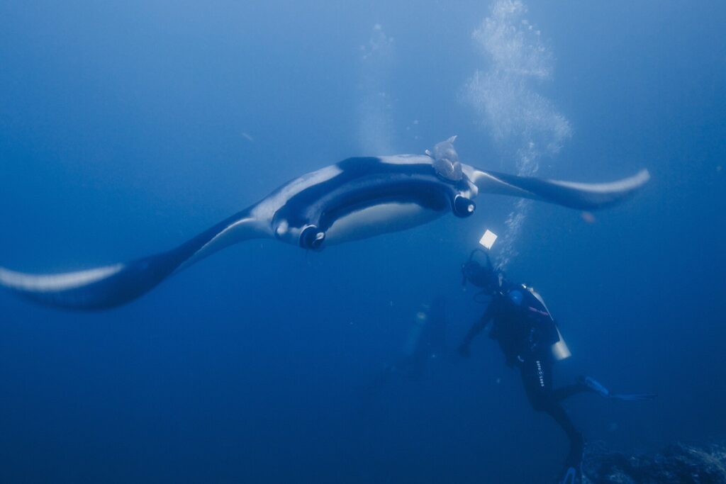 An oceanic manta seen head-on from below, its white belly edged in black and a remora on its back, gliding above a diver in bubble-filled blue water
