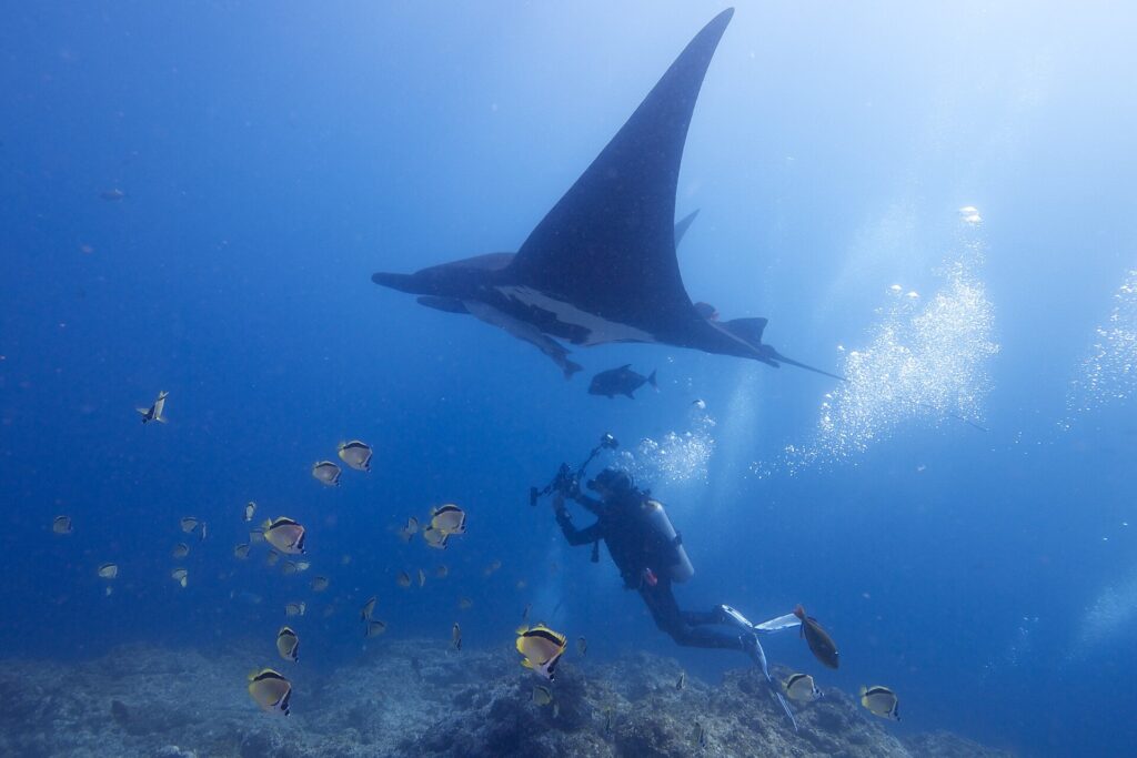 A black oceanic manta seen from below passes over an underwater photographer, surrounded by yellow and black butterflyfish above the reef