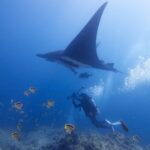 A black oceanic manta seen from below passes over an underwater photographer, surrounded by yellow and black butterflyfish above the reef