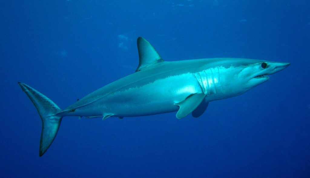 A mako shark in profile facing right, metallic blue back and lit silver flank, pointed snout, large black eye and visible teeth, in deep blue water