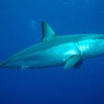 A mako shark in profile facing right, metallic blue back and lit silver flank, pointed snout, large black eye and visible teeth, in deep blue water
