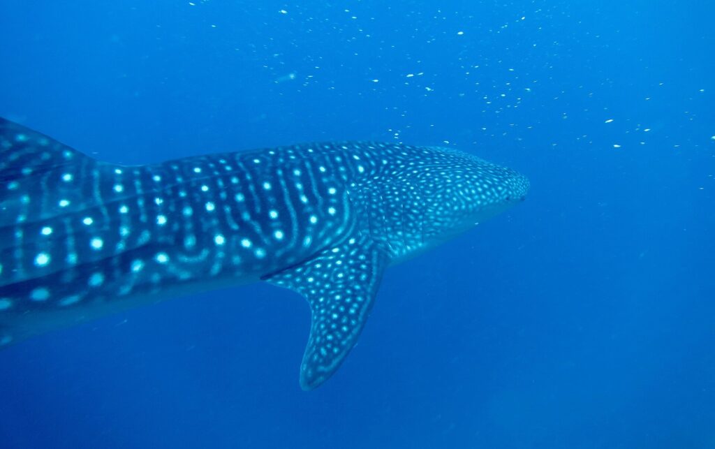 A whale shark seen from three-quarters behind, its back striped and spotted with white, swimming in deep blue water dotted with plankton