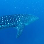 A whale shark seen from three-quarters behind, its back striped and spotted with white, swimming in deep blue water dotted with plankton