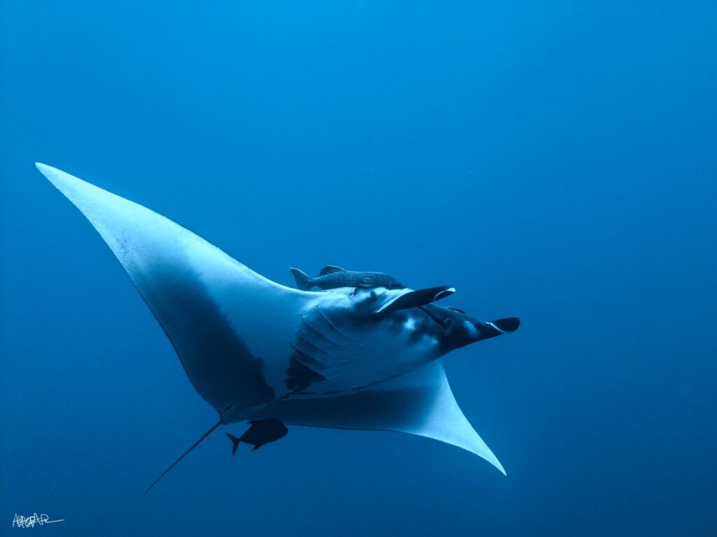 An oceanic manta seen from below and from the side in the blue, white belly, cephalic fins unrolled, a remora above its head and a small dark fish under its tail