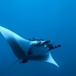 An oceanic manta seen from below and from the side in the blue, white belly, cephalic fins unrolled, a remora above its head and a small dark fish under its tail