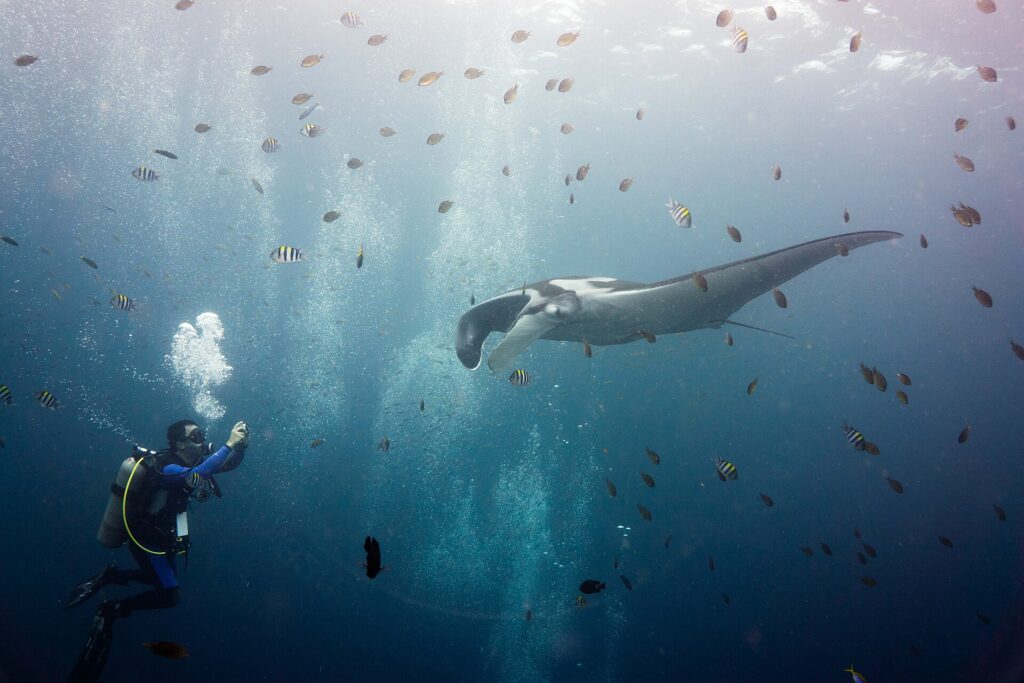 A gray oceanic manta with white shoulders, cephalic lobes unrolled, moving toward a diver photographing it on the left, amid a cloud of striped sergeant majors and small brown fish under a bright surface.