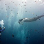 A gray oceanic manta with white shoulders, cephalic lobes unrolled, moving toward a diver photographing it on the left, amid a cloud of striped sergeant majors and small brown fish under a bright surface.