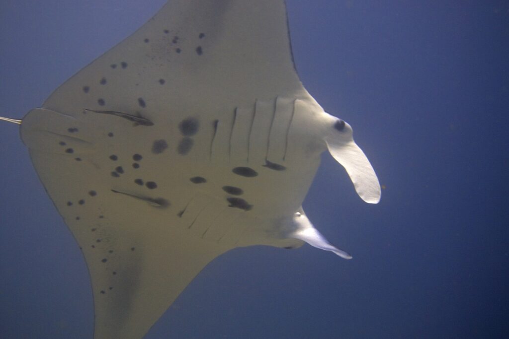 The black-spotted white belly of a reef manta ray seen from below, with two remoras attached and its cephalic lobes unrolled, against a midnight blue background