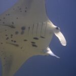 The black-spotted white belly of a reef manta ray seen from below, with two remoras attached and its cephalic lobes unrolled, against a midnight blue background