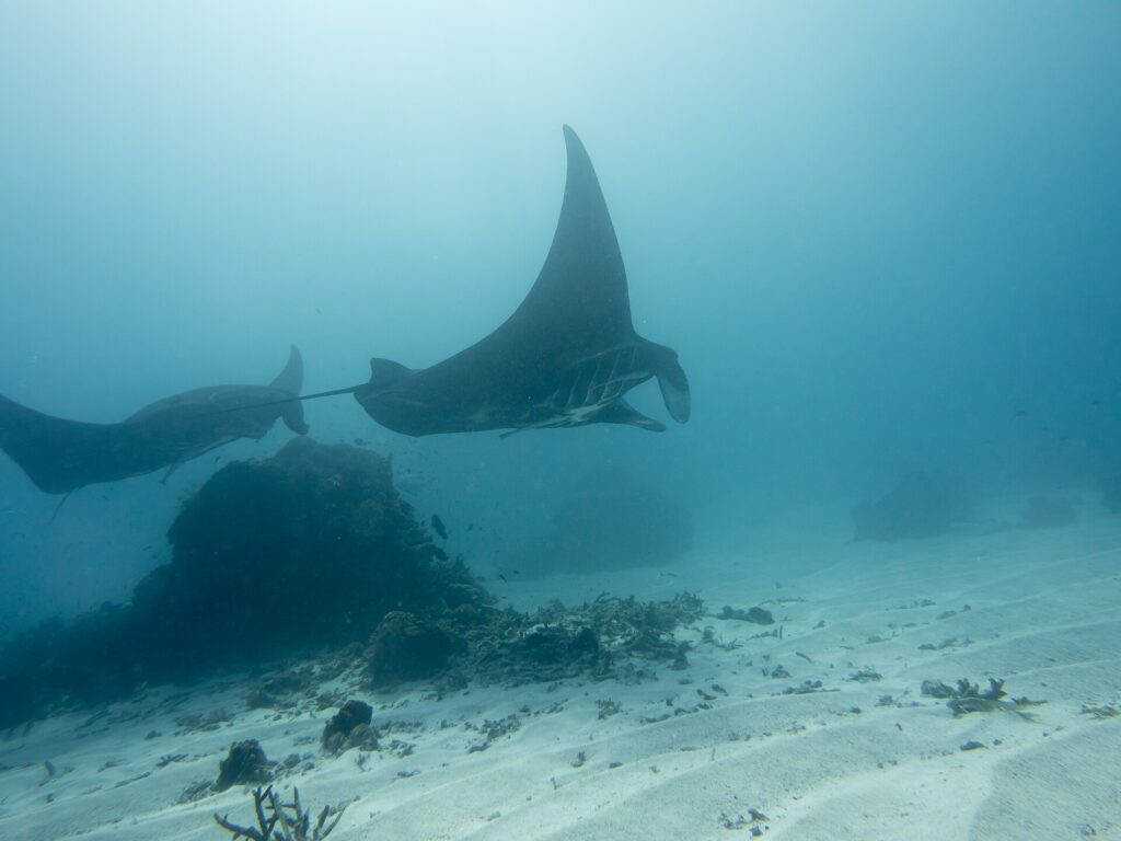 Two reef manta rays pass above a coral block and a sandy bottom, one wing raised toward the surface, in milky water