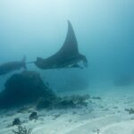 Two reef manta rays pass above a coral block and a sandy bottom, one wing raised toward the surface, in milky water