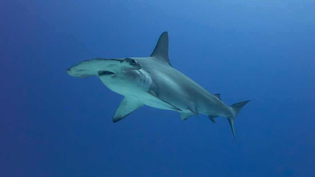 A scalloped hammerhead in three-quarter view in deep blue water, with no bottom in sight