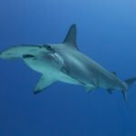 A scalloped hammerhead in three-quarter view in deep blue water, with no bottom in sight