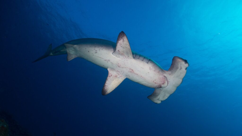A scalloped hammerhead seen from below swimming to the right, its white belly marked with reddish blotches and its gill slits visible, in deep blue water lit by the surface at top right.